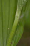 Greater yellow lady's slipper